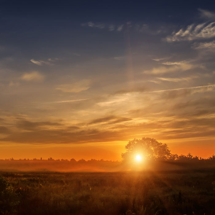 Rural field landscape with the sun rising behind a tree in the distance