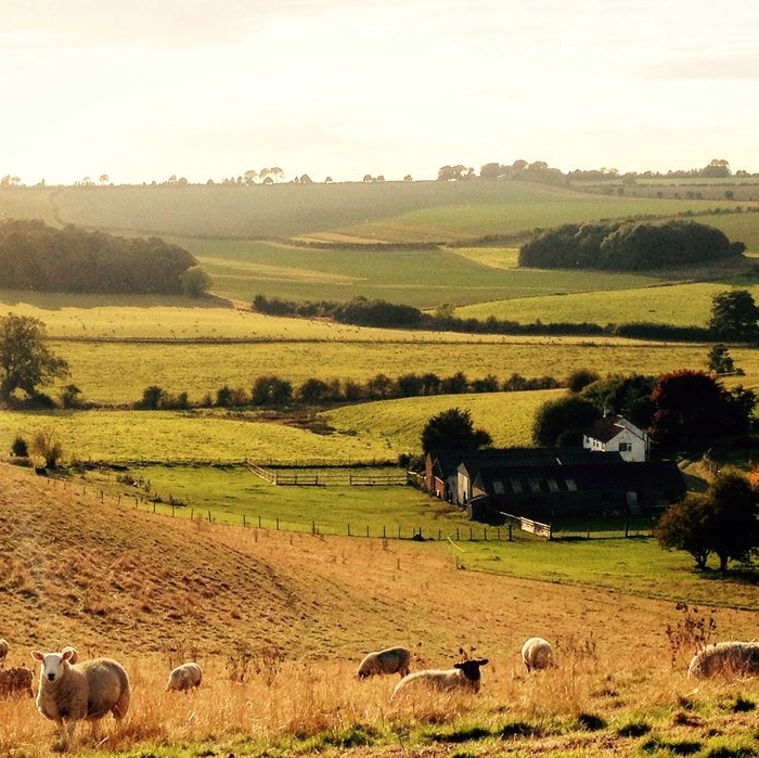 Farm house surrounded by fields with sheep in the fields