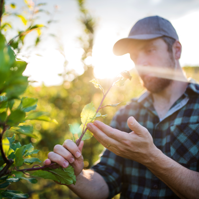 Funding to provide long-term income for woodland creation