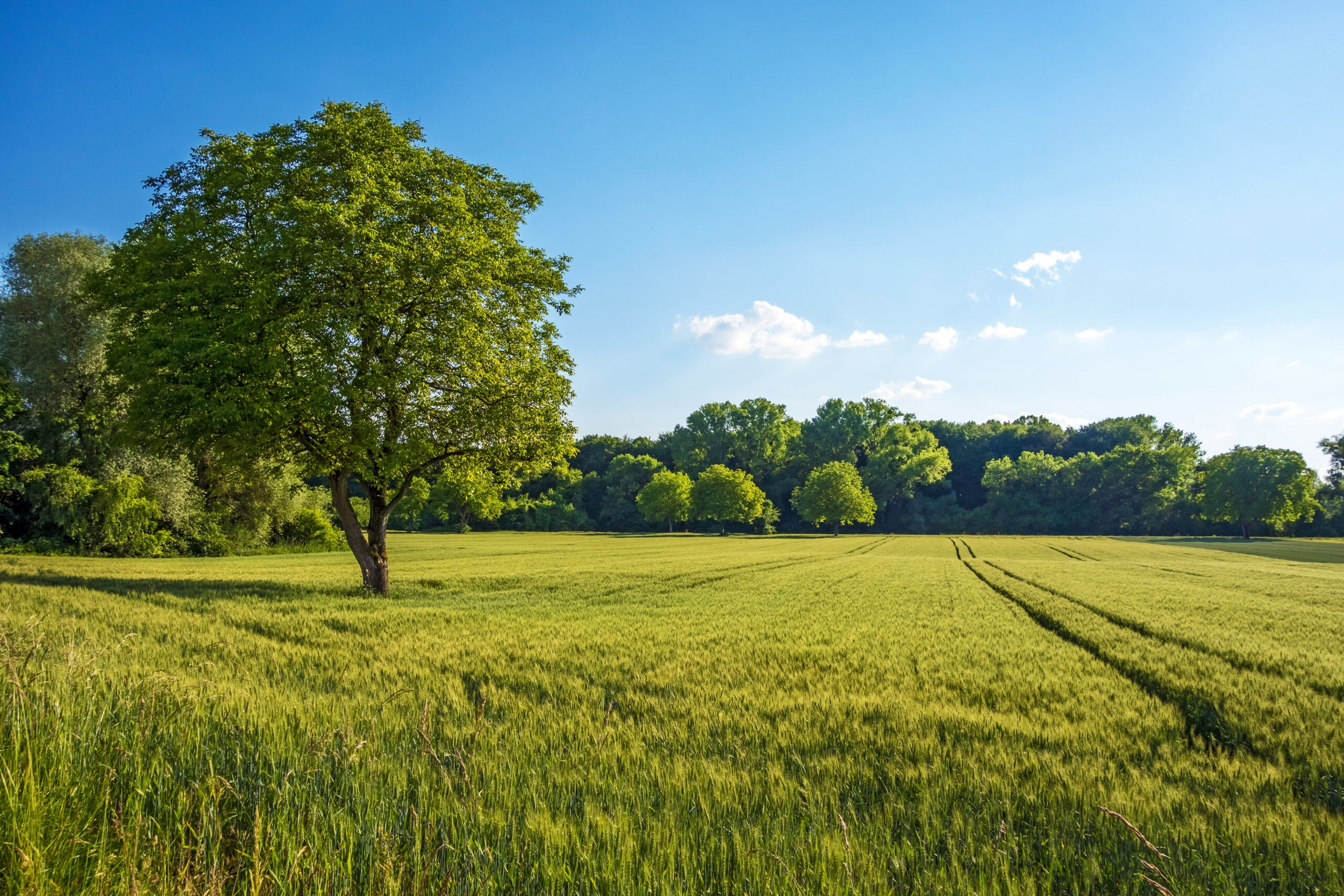Boosting Tree Planting; A Win-Win for Farmers, Environment, and Rural Businesses in Greater Lincolnshire and Rutland