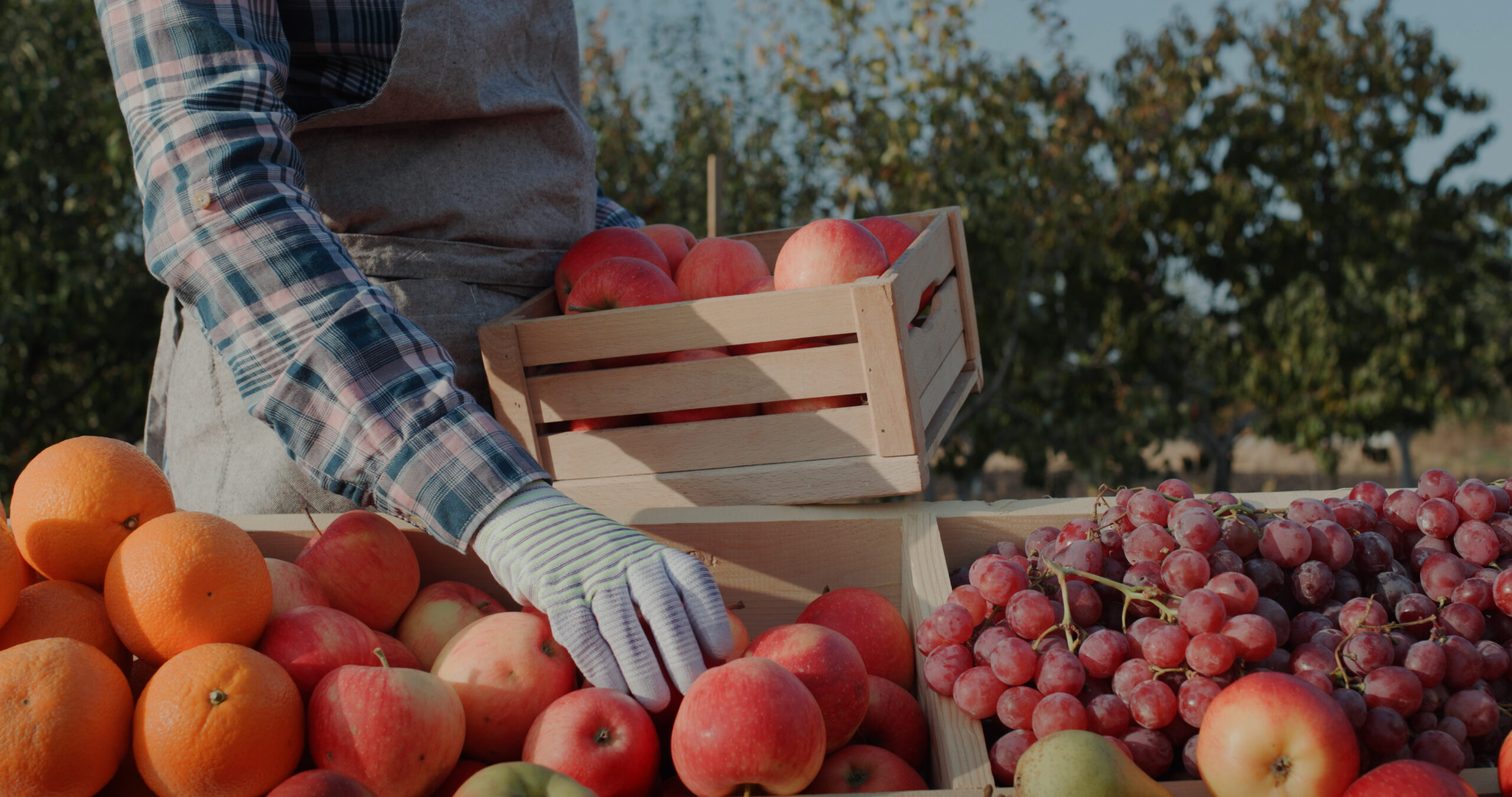 Embracing Local to Strengthen Communities Through Agriculture and Horticulture in Greater Lincolnshire and Rutland