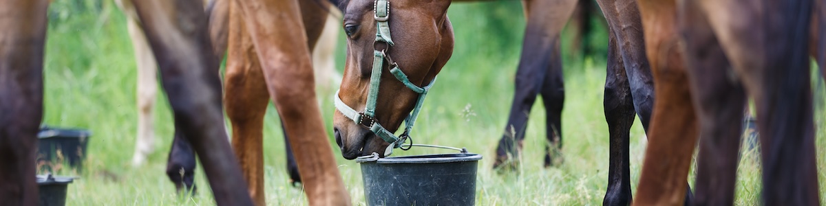Equidiet marketing